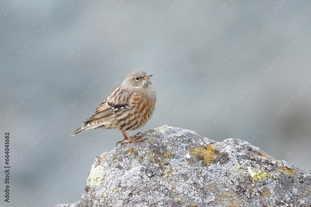 The alpine accentor (Prunella collaris) is a small passerine bird in the family Prunellidae, which is native to Eurasia and North Africa.
Picture taken in the Alps Mountains, Italy.