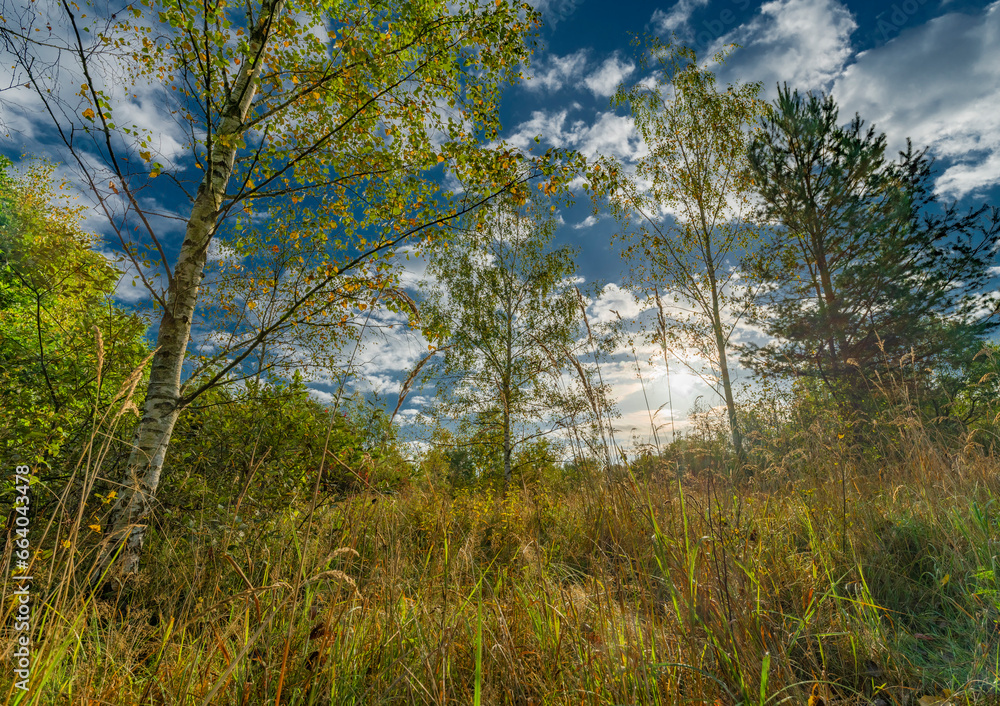 View near Vrbenske ponds with color autumn trees and meadows View near Vrbenske ponds with color autumn trees and meadows
