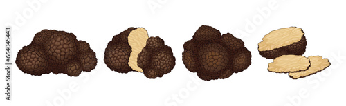 Black Truffle Mushroom as Delicious Food Ingredient for Cooking Vector Set