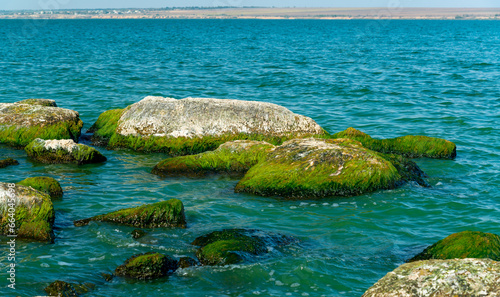 Natural landscape, green Enteromorpha algae on rocks near the shore of the Khadzhibey estuary