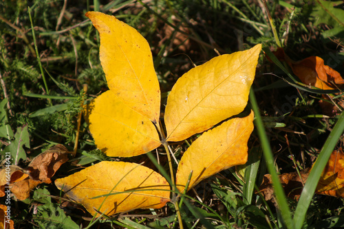 an autumn leaf fell to the ground