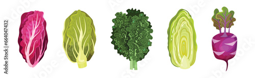 Different Cabbage as Fresh Organic Vegetable Vector Set