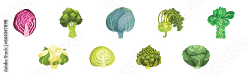Different Cabbage as Fresh Organic Vegetable Vector Set