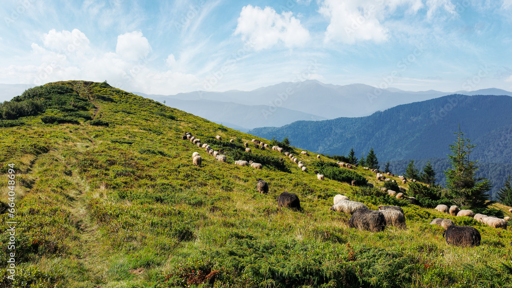 Fototapeta premium sheep herd on the grassy slopes and meadows. mountains of chornohora ridge in the distance. sunny weather in late summer