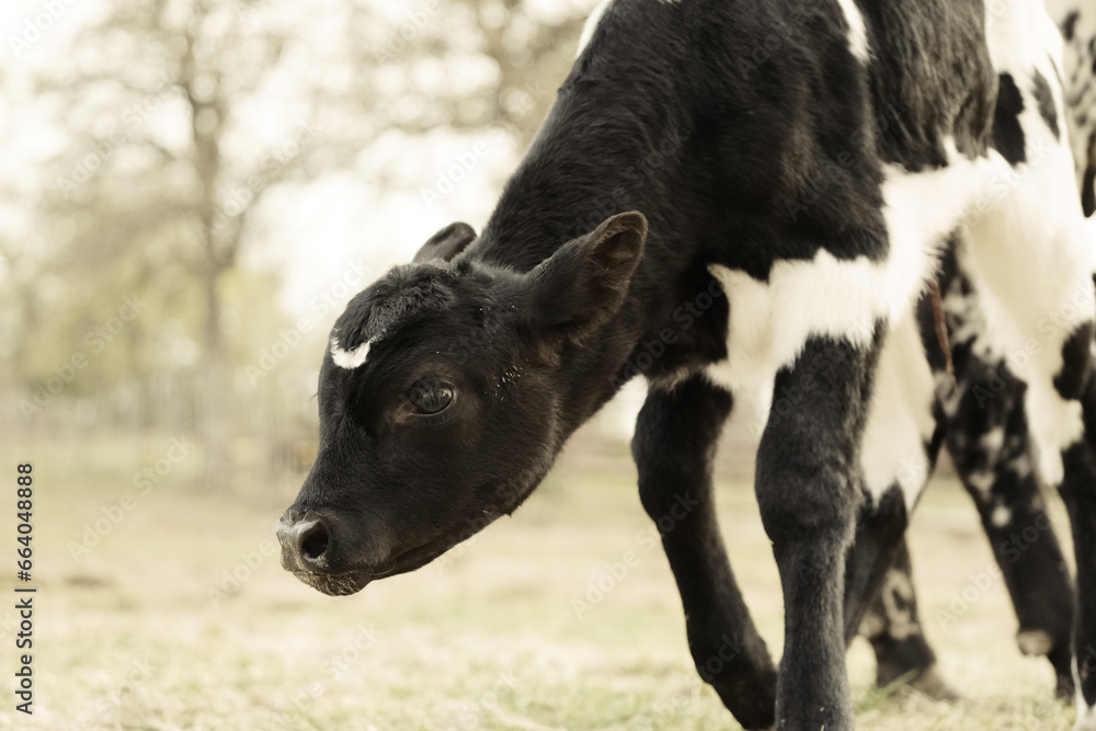 Curious beef calf on farm closeup with blurred background, spring season calving concept for agriculture industry. Curious beef calf on farm closeup with blurred background, spring season calving concept for agriculture industry.