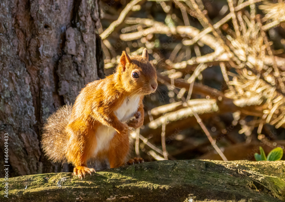 Cute and curious little scottish red squirrel in the woodland 