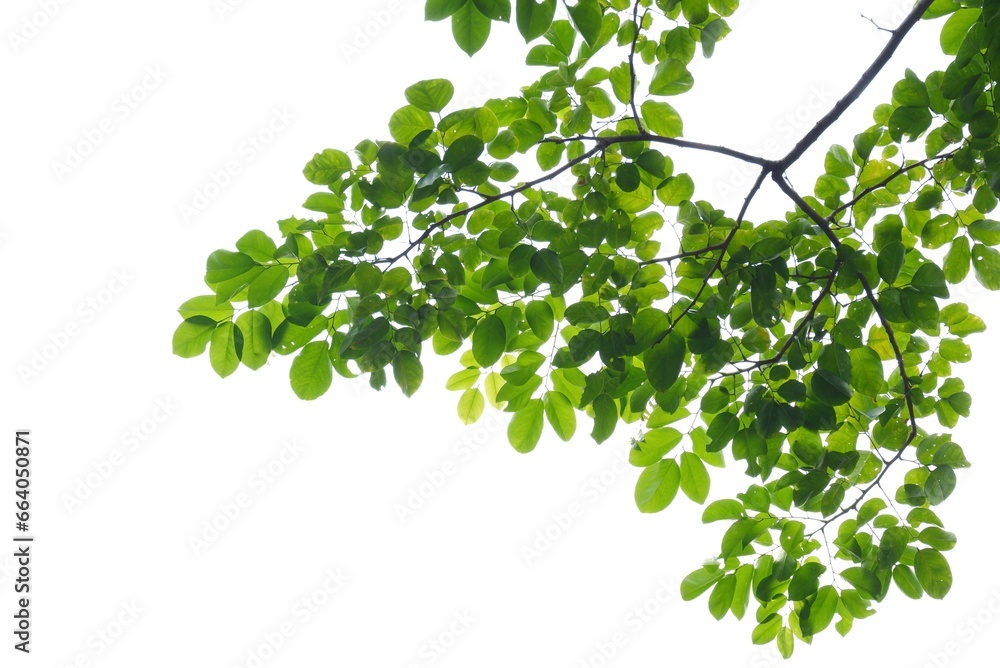 Obraz premium A Tropical tree with leaves branches and sunlight, on white isolated background for green foliage backdrop 