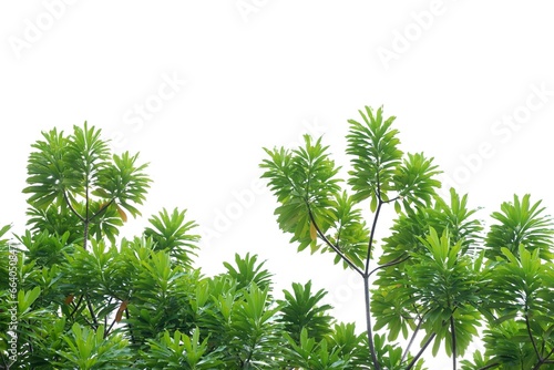Fototapeta Naklejka Na Ścianę i Meble -  A Tropical tree with leaves branches and sunlight, on white isolated background for green foliage backdrop 