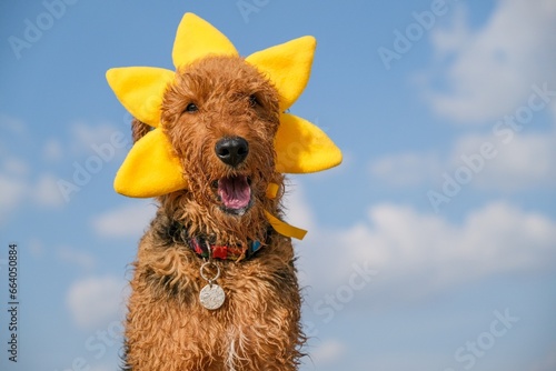 Cute airedale terrier dog in costume of sun photo