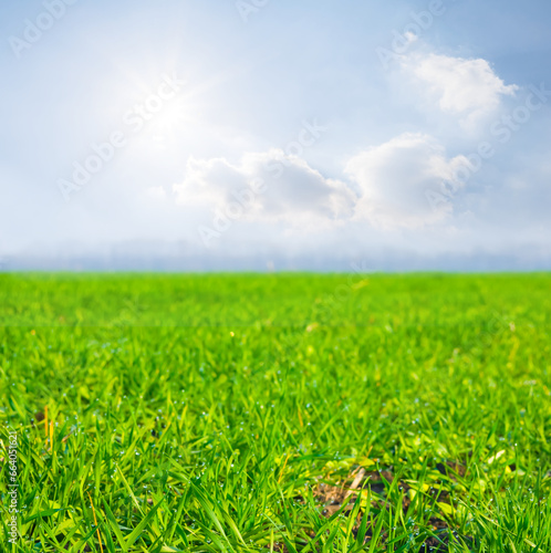 green rural field at the sunny day