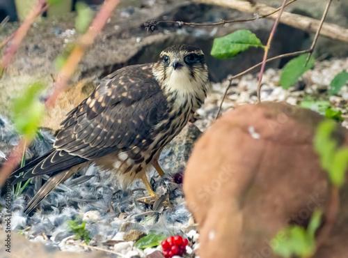 Female merlin falcon bird of prey