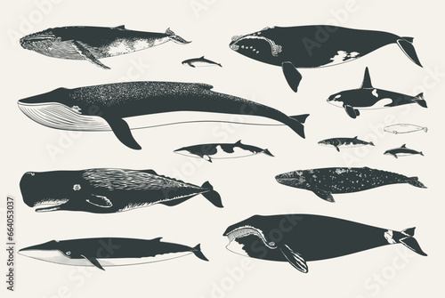 Set of isolated vector whales. Collection of hand drawn cetaceans silhouettes.