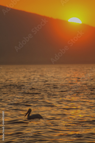 pelican , sunset, sea