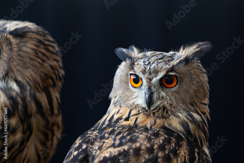 Mysterious Owl with Intense Orange Eyes in a Dark, Enigmatic Setting. Stunning Close-up of a Nocturnal Hunter.
