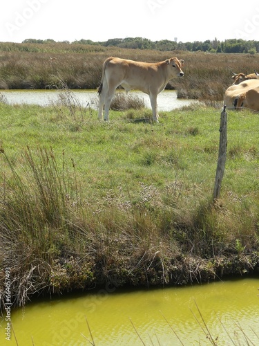 veau au bord de l'eau
