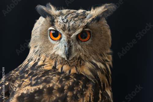 A Close-up Glimpse of a Magnificent Owl with Penetrating Orange Eyes. A Symbol of Nighttime Majesty and Wisdom in Wildlife Photography.