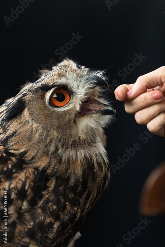 An owl being gently caressed by a hand, showcasing a unique and heartwarming connection between humans and nature