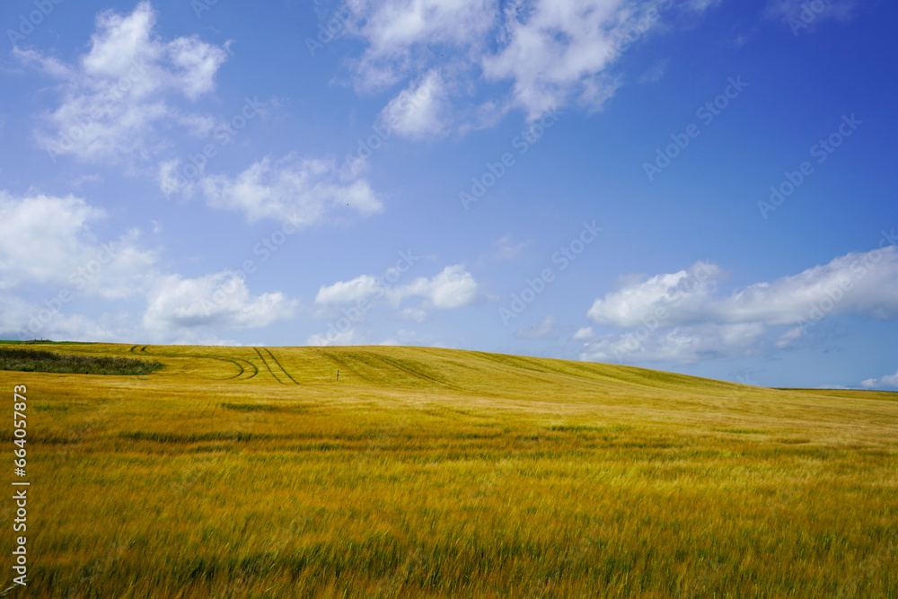 Fototapeta premium View looking over golden wheat fields