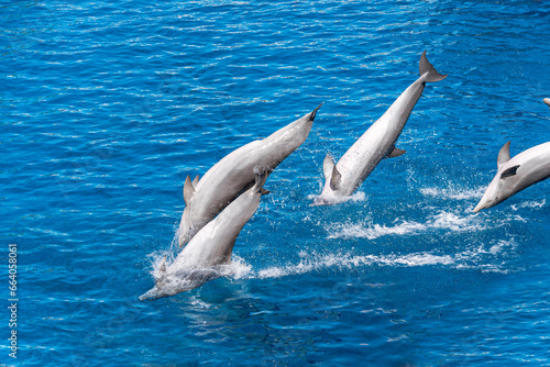 A group of bottlenose dolphins performing acrobatics jumps. The animals show presentation in blue water in aquarium. Show of beautiful jumps in a pool.