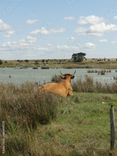 vache au bor de l'eau