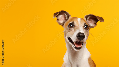 Happy dog, isolated yellow background with copy space