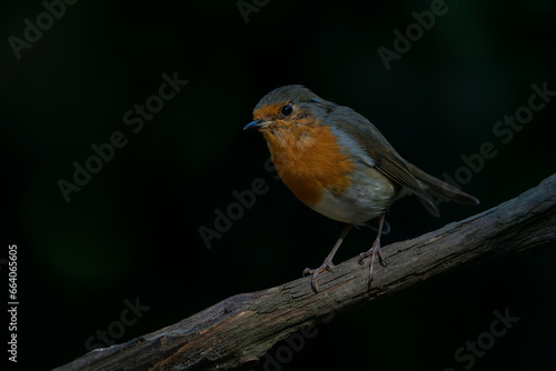  European Robin (Erithacus rubecula) on a branch in the forest of Noord Brabant in the Netherlands. Dark background. 