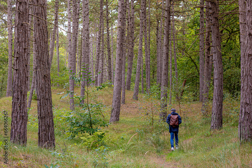 Hiking concept, Selective focus of back view of a man walking alone in the wood, Pine forest with trees trunks and green grass along the path in Netherlands, Hobby, Leisure activity, Nature background