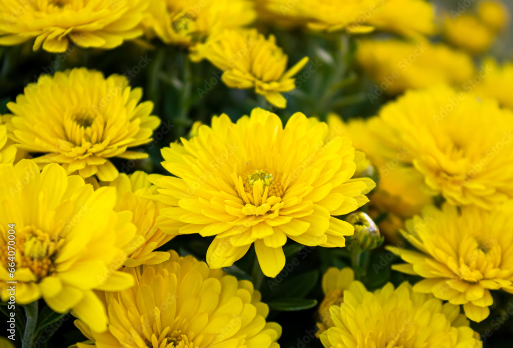 Fresh bright Yellow Chrysanthemums. Background for a beautiful greeting card with Yellow Chrysanthemums. Autumn flowers in the garden. Flowering yellow chrysanthemums, closeup Fresh bright Yellow Chrysanthemums. Background for a beautiful greeting card with Yellow Chrysanthemums. Autumn flowers in the garden. Flowering yellow chrysanthemums, closeup