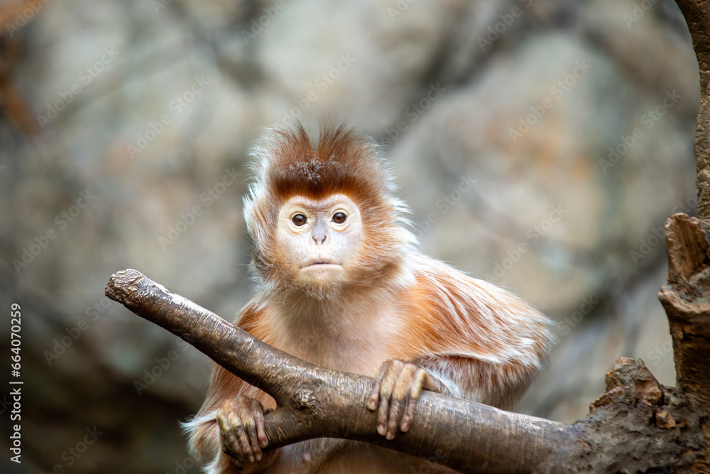 Ebony langur (Trachypithecus auratus) Outdoors Ebony langur (Trachypithecus auratus) Outdoors