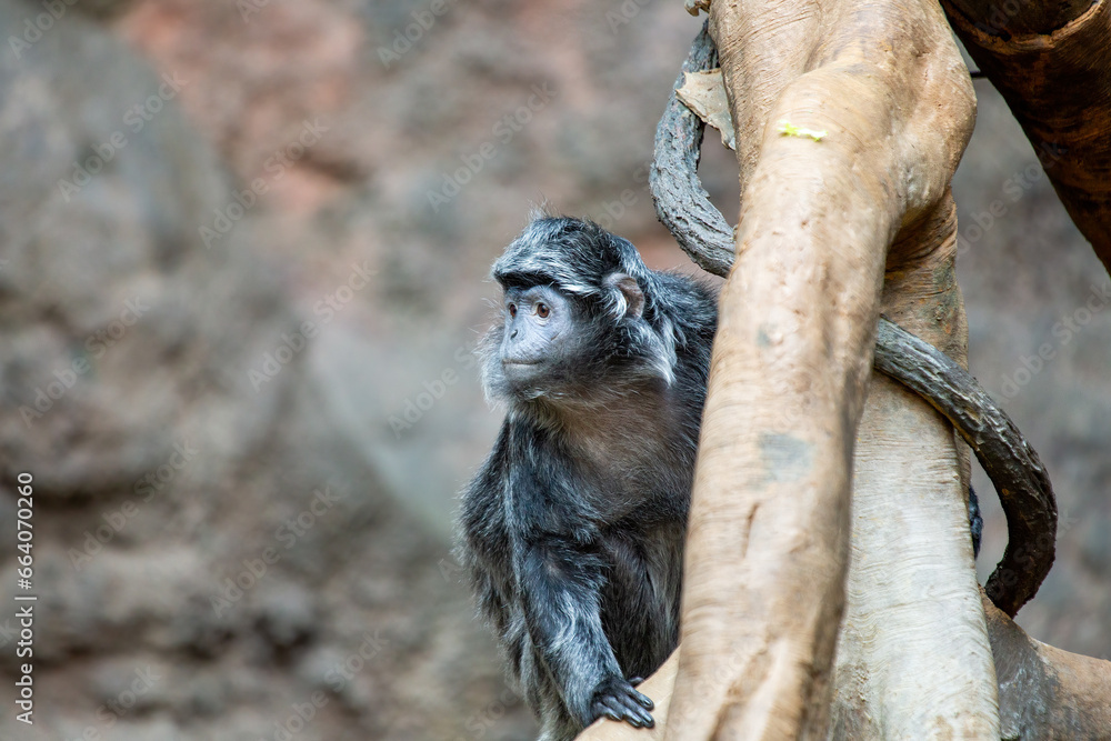 Obraz premium Ebony langur (Trachypithecus auratus) Outdoors