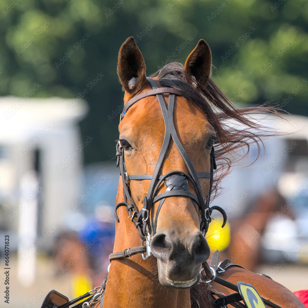 Obraz premium Details in the face of a racing horse