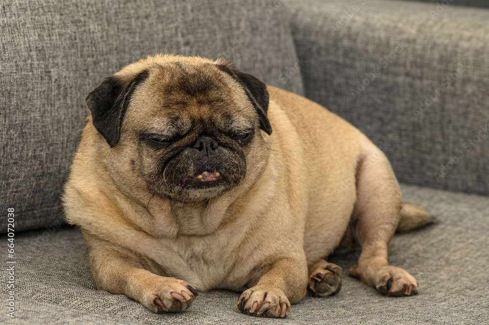 old cute pug home filming 13 old cute pug home filming 13