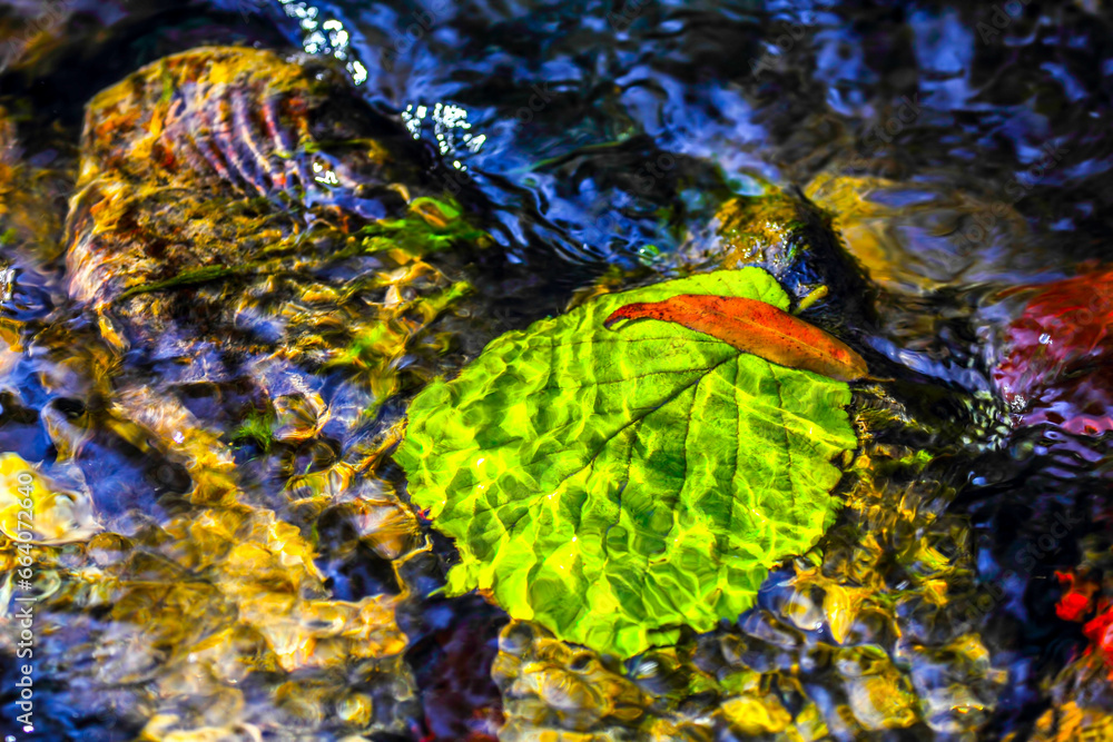 Leaves in water. HDR Image (High Dynamic Range). Leaves in water. HDR Image (High Dynamic Range).