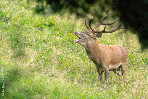 The red deer during the rutting season