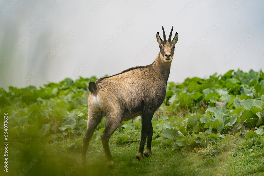 An extraordinary specimen of chamois in the German Alps An extraordinary specimen of chamois in the German Alps