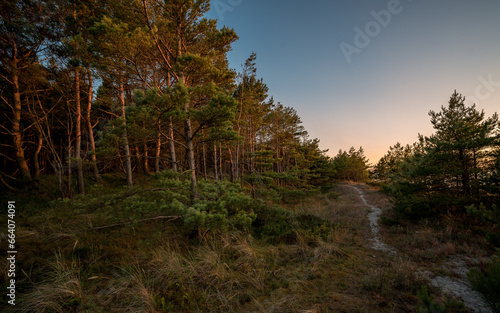 A pine grove by the North Sea at sunset in summer time.