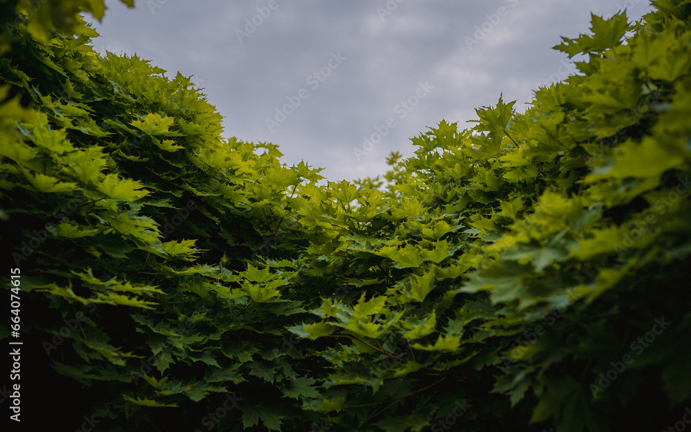 Fototapeta premium Green maple leaves against the sky on a cloudy day 