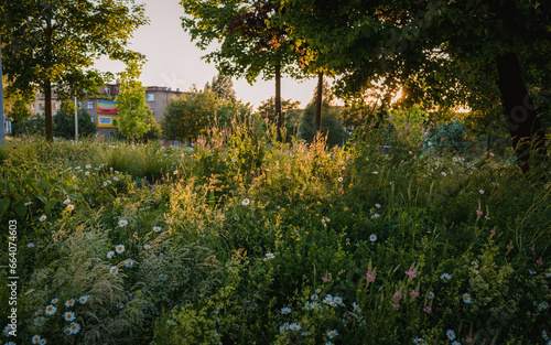 City garden near an office building in sunset in Prague. Meadow flowers and beautiful colors. 