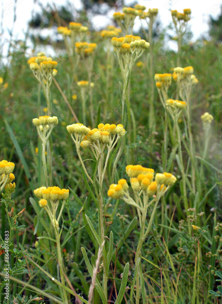 In the wild, the blooms immortelle (Helichrysum arenarium)