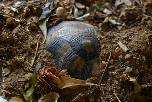 turtle hibernating cold winter