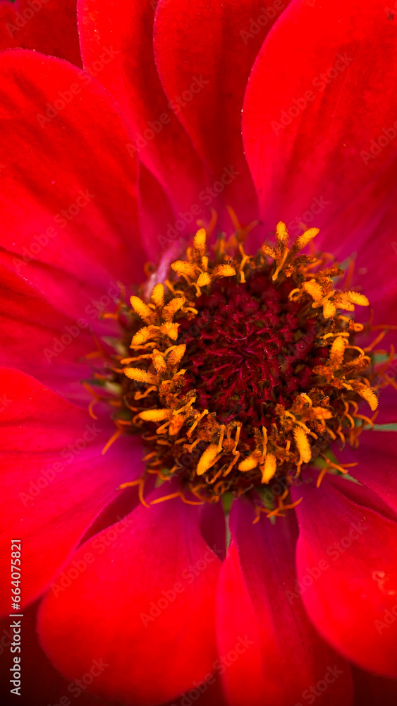 macro photography of a red flower macro photography of a red flower
