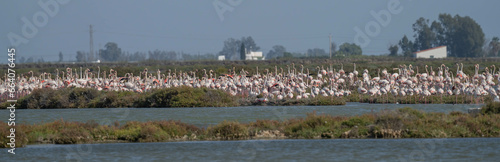 greater flamingos in the marshes of the ebro delta