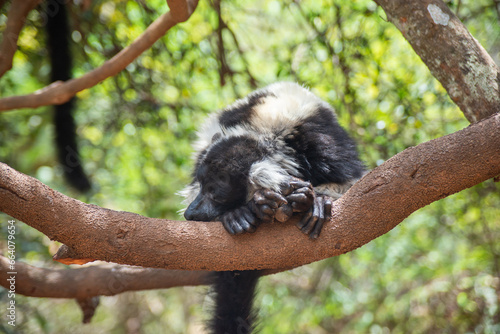 Black-and-white ruffed lemur. Endangered endemic animal in natural forest habitat, North Madagascar photo