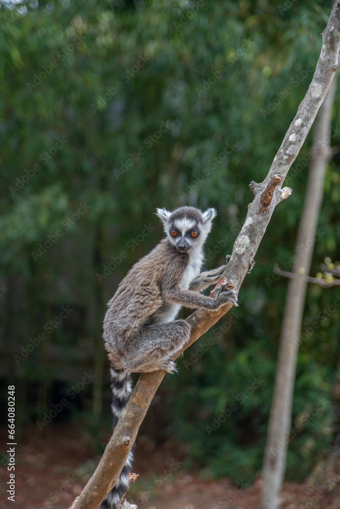 Naklejka premium Cute Ring-tailed lemur with orange eyes. Endangered endemic animal in natural forest habitat, North Madagascar