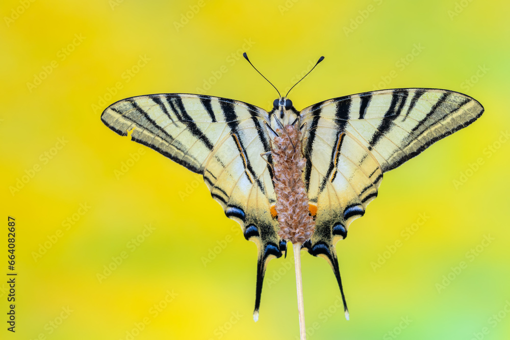 Scarce swallowtail - Iphiclides podalirius Scarce swallowtail - Iphiclides podalirius