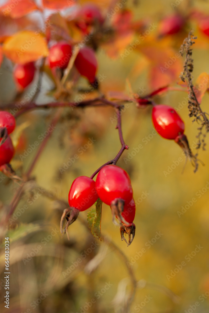 bright red berries of a wild rose hip plant on an autumn background