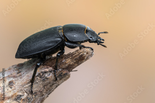 a beetle called Dorcus parallelipipedus