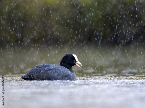 Coot in the rain