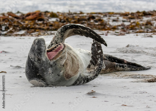 Leopard Seal on beach photo