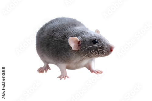 close up isolated portrait of Funny gray decorative domestic Fancy rat, Rattus norvegicus domestica, concept care and maintenance, optimal conditions for keeping pets photo